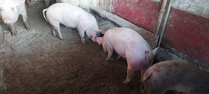 Vand soldani rasa mixtă 