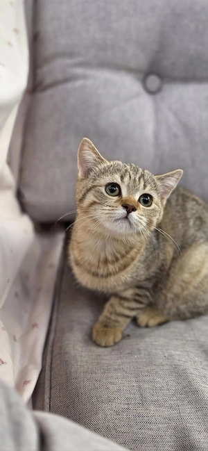 British shorthair tabby  - imagine 2