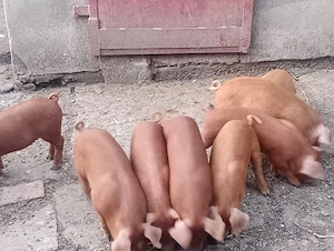 Purcei Duroc 