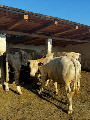 taurasi cu acte 220-300