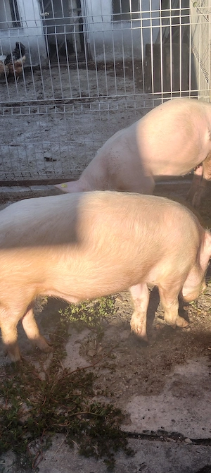 Doi porci de 70 kg
