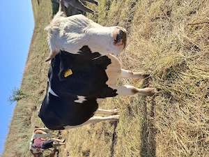 Vând vițică de un an de ținut (mama ei este bună de lapte)
