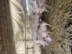 Porci mici si mari rasa landrace  - imagine 5