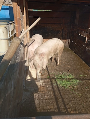 porci de vânzare 