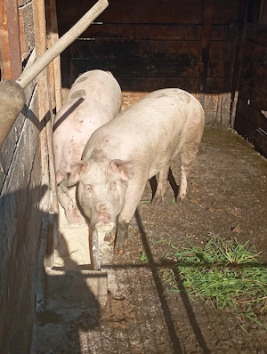 porci de vânzare  - imagine 3