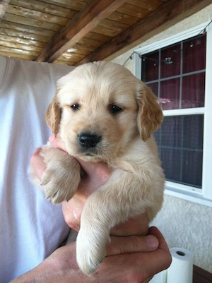 Golden Retriever  - imagine 2