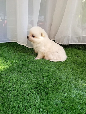 Vand catelusi pomeranieni