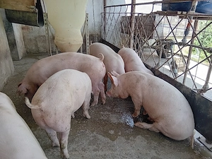 Porci de carne!