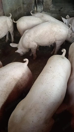 Porci de carne! - imagine 2