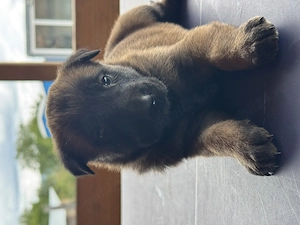Pui ciobanesc german disponibili in 3saptamani  - imagine 4