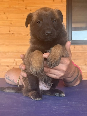 Pui ciobanesc german disponibili in 3saptamani 
