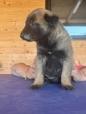 Pui ciobanesc german disponibili in 3saptamani  - imagine 2
