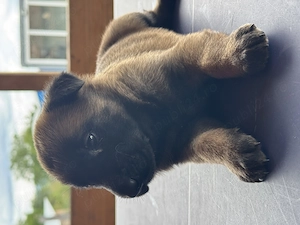 Pui ciobanesc german disponibili in 3saptamani  - imagine 3