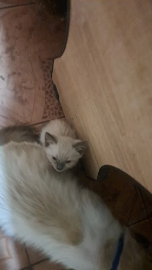Pisici siameze  de rasa 