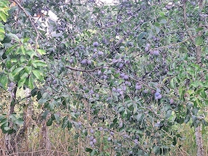 prune diverse sortimente