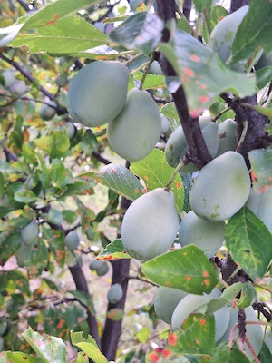 prune diverse sortimente