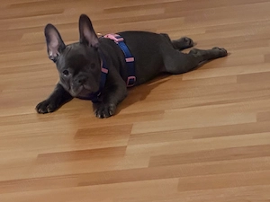 buldog francez fetita puiut superba - imagine 4