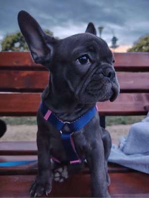 buldog francez fetita puiut superba - imagine 5
