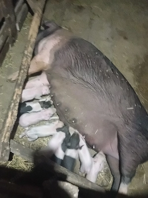 Vând scroafă cu purcei 