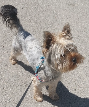 Catel yorkshire terrier,baiat 7 luni - imagine 3