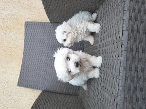 Căței Bichon Bologneze  - imagine 2