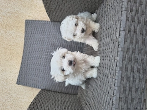 Căței Bichon Bologneze  - imagine 3