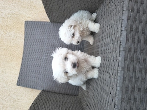 Căței Bichon Bologneze  - imagine 4
