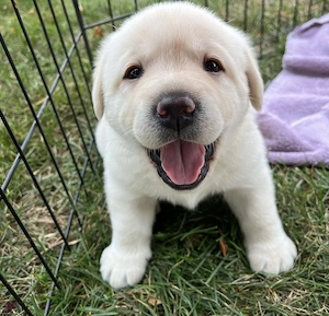 Labrador retriever puiuti