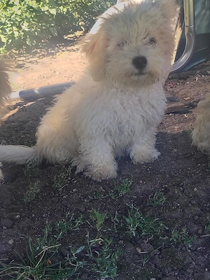 Bichon maltez 