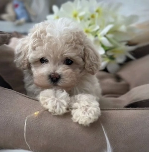 Caniche pitic puiuț fetiță 