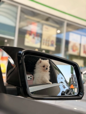 Pomeranian fetiță 3luni, superbă și adorabilă  - imagine 2
