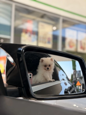 Pomeranian fetiță 3luni, superbă și adorabilă  - imagine 3