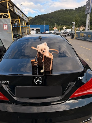 Pomeranian fetiță 3luni, superbă și adorabilă  - imagine 4