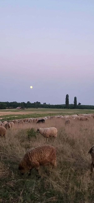 Ferma 4 Hectare Oportunitate!