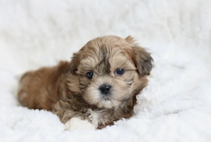 Bichon havanez 500 lei