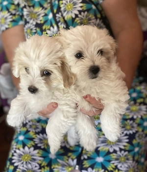 Bichon Maltez de vânzare 