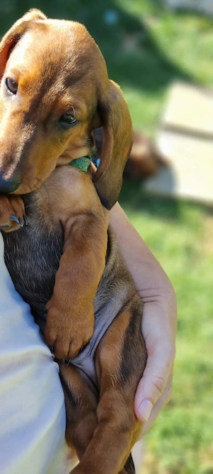 Pui mascul teckel dachshund par neted pedigree FCI - imagine 4