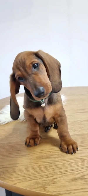 Pui mascul teckel dachshund par neted pedigree FCI - imagine 2