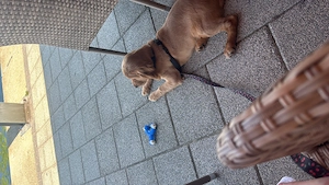 Pui cocker spaniel - imagine 3