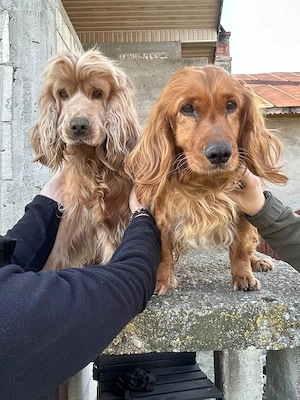 Pui cocker spaniel - imagine 5