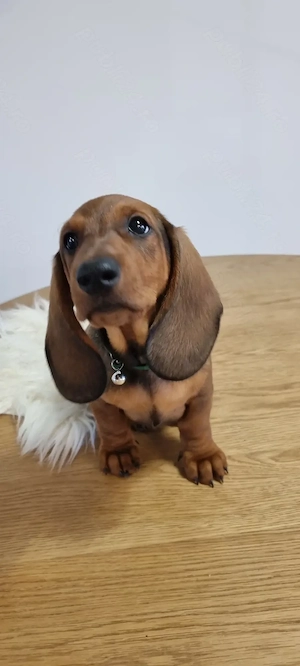 Pui teckel dachshund tekel par neted cu pedigree - imagine 3