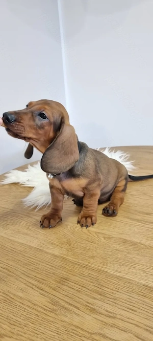 Pui teckel dachshund tekel par neted cu pedigree - imagine 2