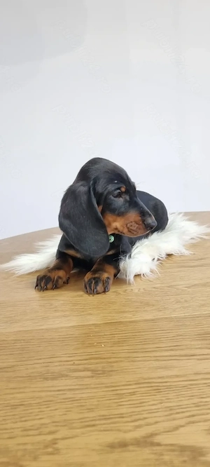 Pui teckel dachshund tekel par neted cu pedigree - imagine 5