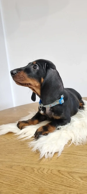 Pui teckel dachshund tekel par neted cu pedigree