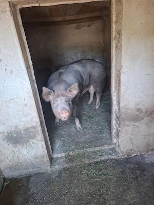 Porc Pietrain  - imagine 4
