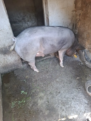 Porc Pietrain  - imagine 5