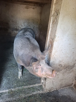 Porc Pietrain  - imagine 2