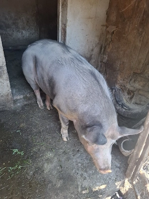 Porc Pietrain 