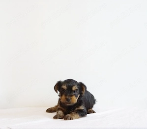 Yorkshire Terrier mini toy