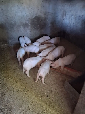 purcei de vinzare